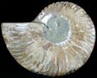 Agatized Ammonite Fossil (Half) #46533-1